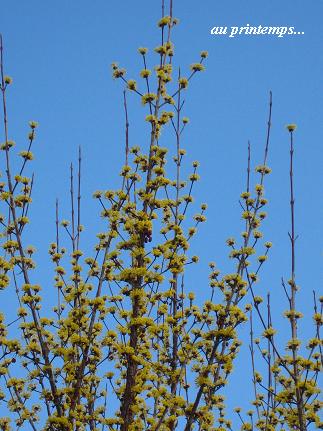 花々が輝く季節の到来・・・☆_c0098807_19434764.jpg