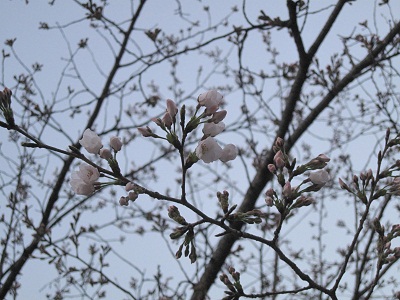 熊本城の桜_b0228113_12105925.jpg