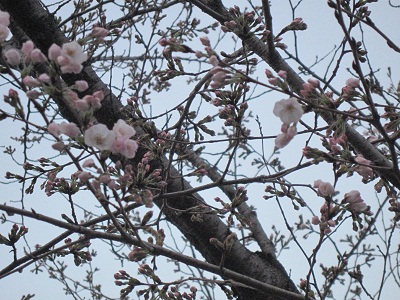 熊本城の桜_b0228113_12112081.jpg