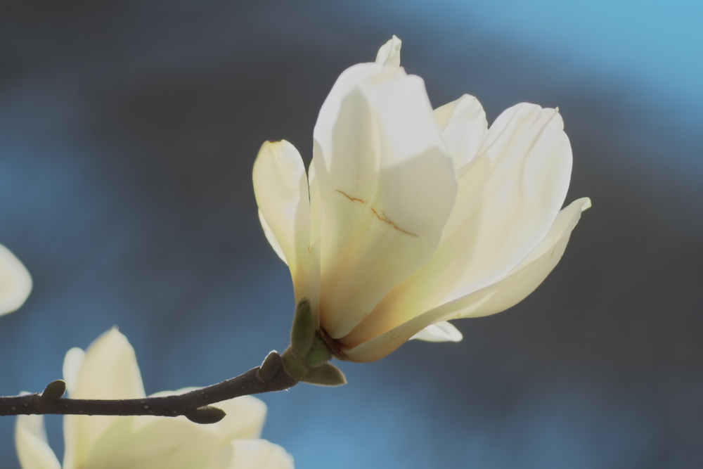 蓮華寺池公園の白もくれんが綺麗に咲いています。・・・・そして、ソメイヨシノのつぼみが開いて咲きだして来ました。_c0309734_01192138.jpg