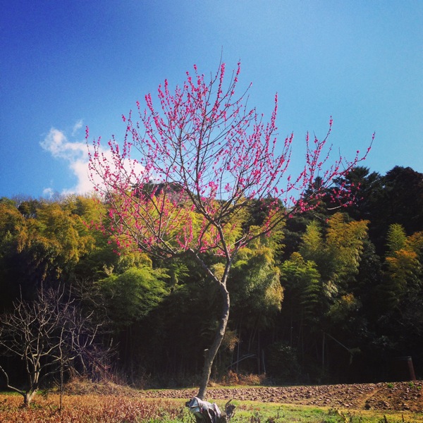 紅梅の空　彼岸_f0169147_23162814.jpg