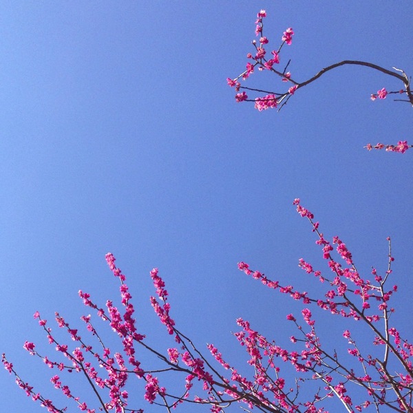 紅梅の空　彼岸_f0169147_23164382.jpg