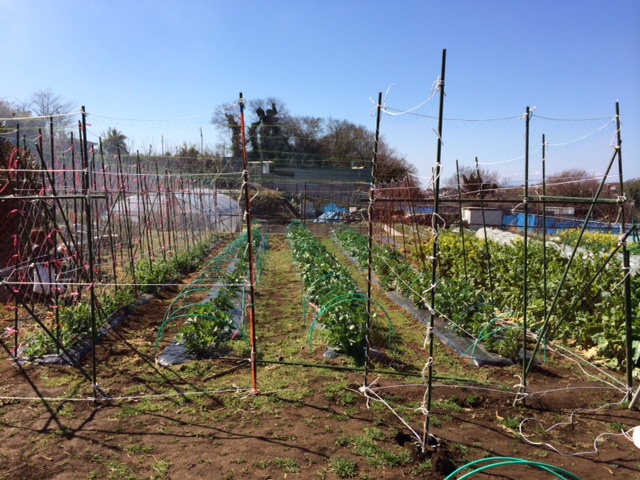 強護なネット小屋に・・・最終チェックです・・。_c0222448_12210945.jpg