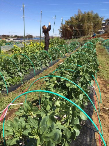 強護なネット小屋に・・・最終チェックです・・。_c0222448_12214366.jpg