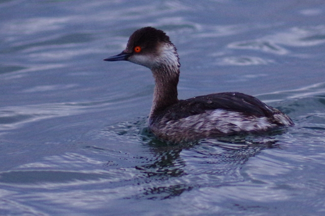 銚子・波崎の海鳥_b0144049_16211328.jpg