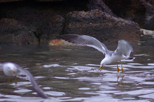 銚子・波崎の海鳥_b0144049_17274017.jpg