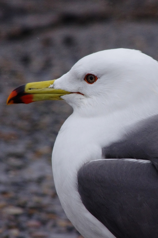 銚子・波崎の海鳥_b0144049_1728232.jpg