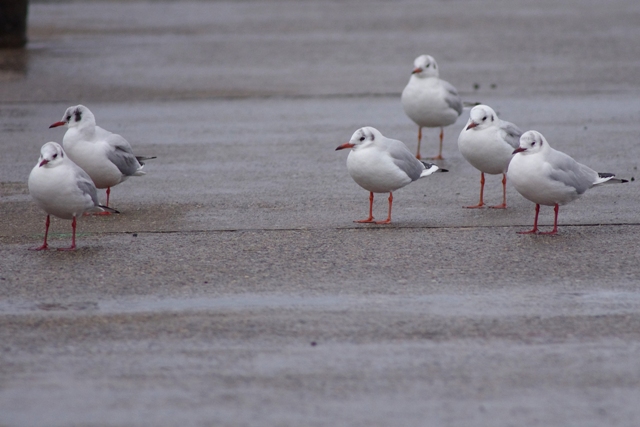 銚子・波崎の海鳥_b0144049_1753049.jpg