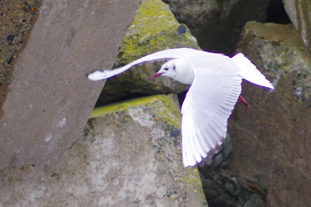 銚子・波崎の海鳥_b0144049_1754248.jpg