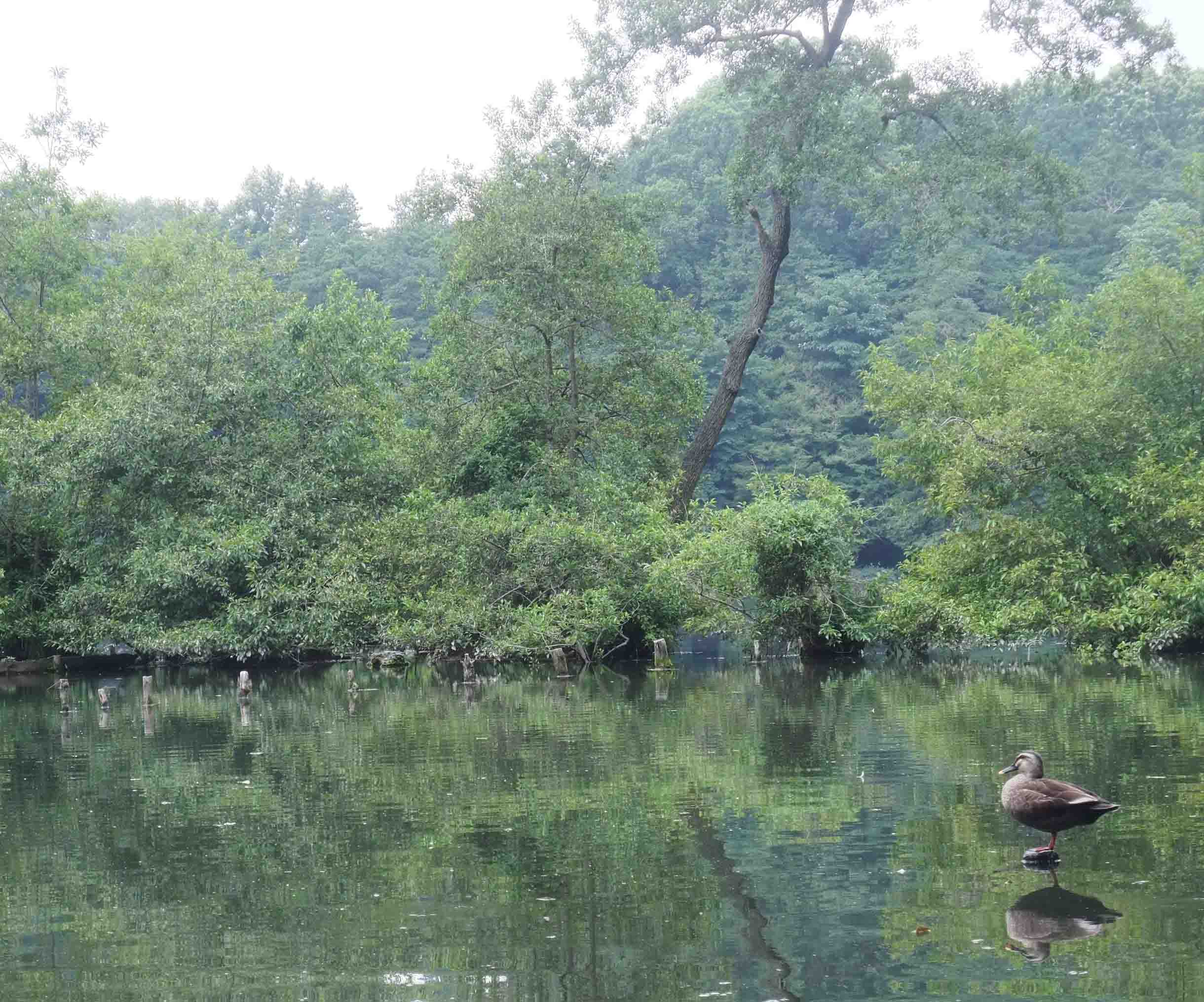 家づくり と お散歩 @石神井公園_c0307053_10375885.jpg
