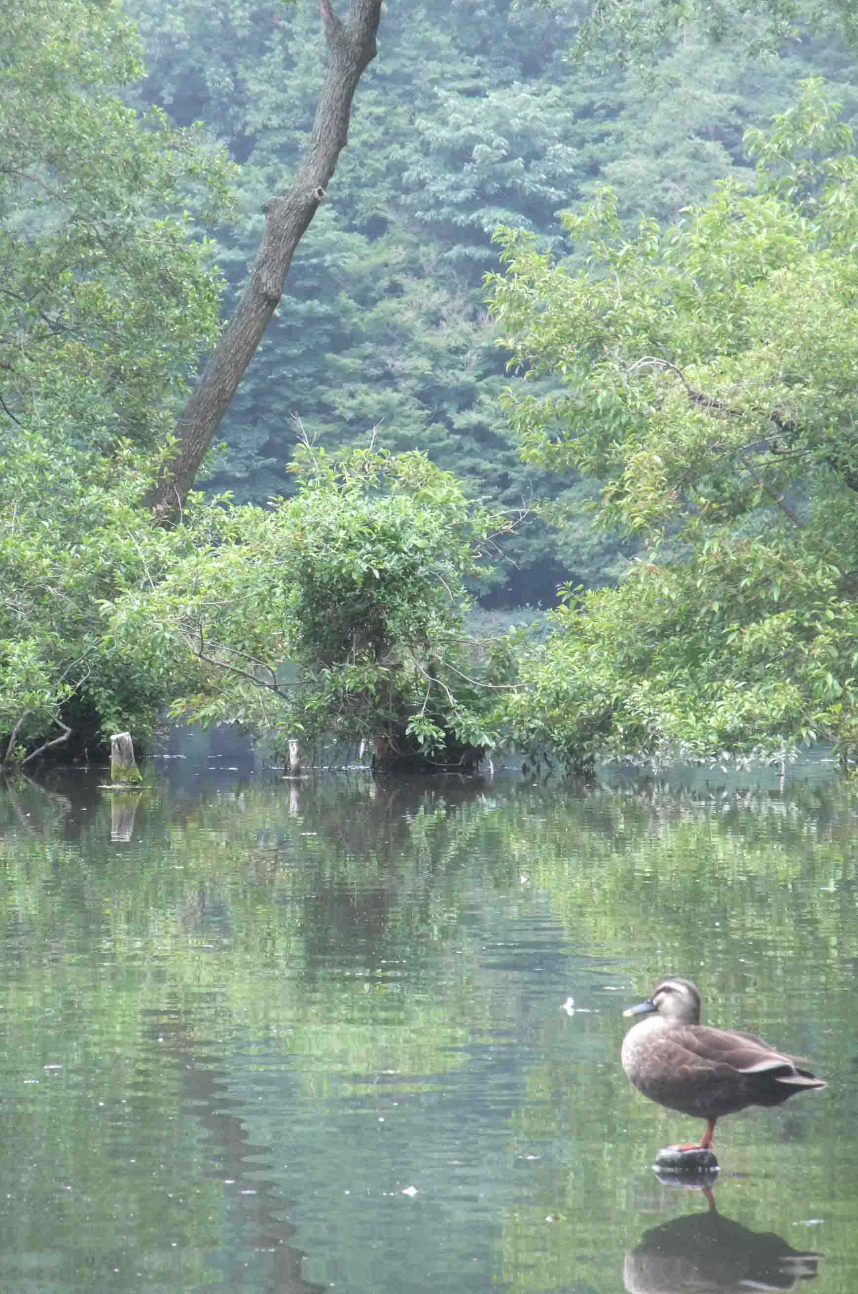 家づくり と お散歩 @石神井公園_c0307053_10382445.jpg