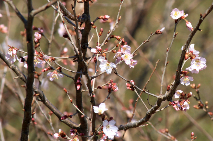 お彼岸　　花の木、野の花_e0139059_16491989.jpg