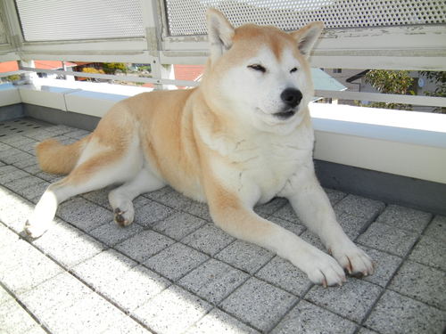 ’14,3,22(土)朝から危機一髪!_f0060461_10423678.jpg