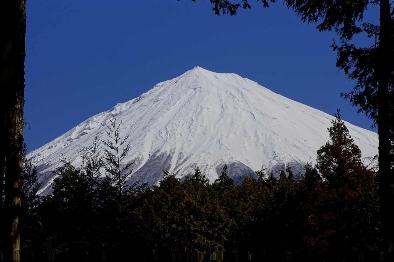 土佐水木も咲き出した！_c0260264_14341620.jpg