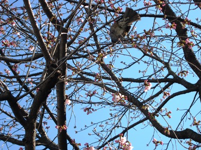 立川の桜も咲いたががあります。_f0291565_16194361.jpg