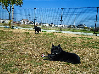 新ドッグランでびゅ～！_e0002466_11131319.jpg