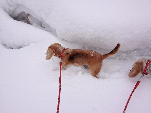 犬ぞり初体験 in 水上高原_d0163482_15235122.jpg