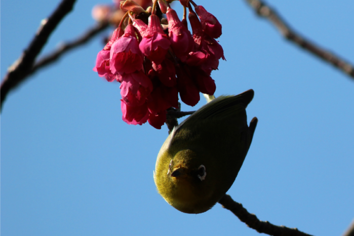 不忍池のカンヒザクラ_a0127090_1825274.png