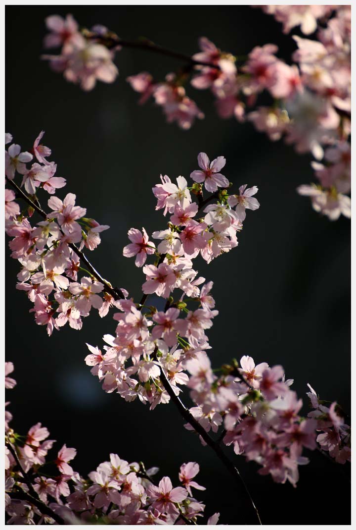 河津桜_e0207391_1734493.jpg