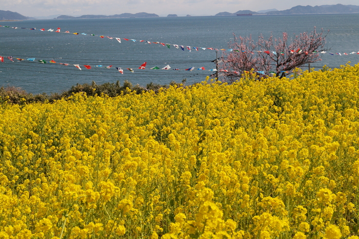 a0206496_6515439.jpg