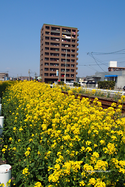 線路沿いの菜の花_e0199197_22304564.jpg