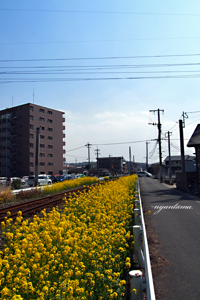 線路沿いの菜の花_e0199197_22311431.jpg