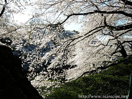 春の朝の花見散歩_d0227799_1715827.jpg