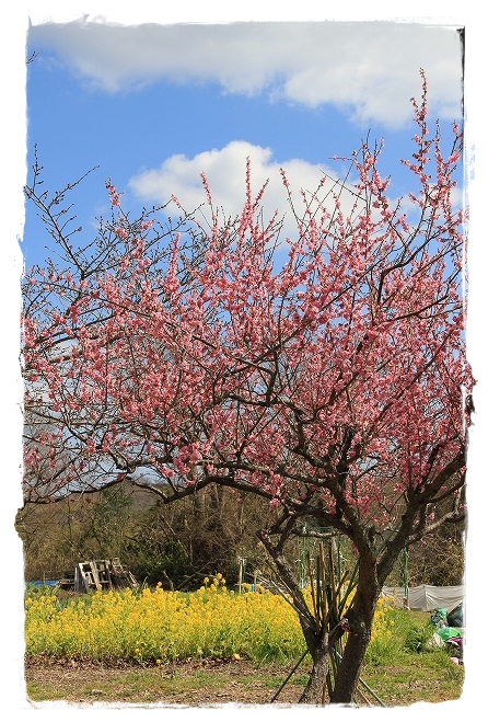 春を探しにブラっとドライブ　お花屋さんも♪_a0123003_114641.jpg