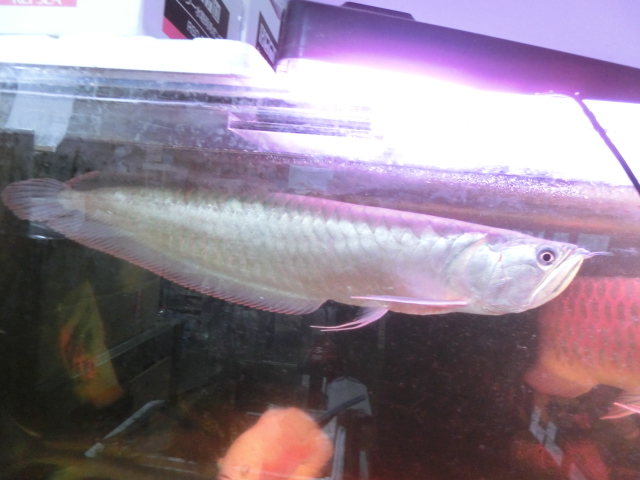 下取大型魚_b0141806_1543035.jpg