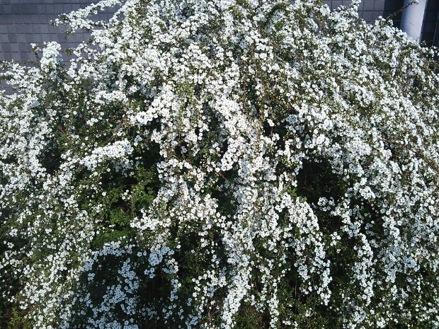 e0278508_17134060.jpg