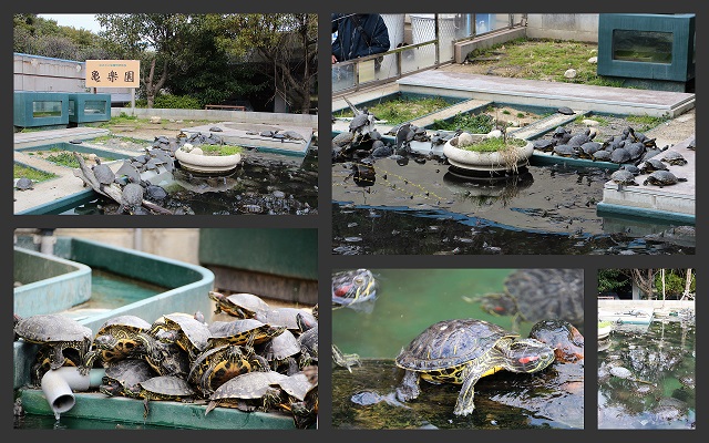 須磨海浜水族園（２０１４．３．１５撮影）_a0208109_21334166.jpg