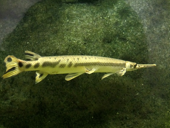 須磨海浜水族園（２０１４．３．１５撮影）_a0208109_21373031.jpg