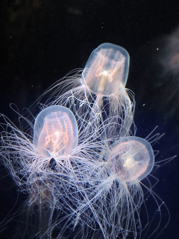 須磨海浜水族園（２０１４．３．１５撮影）_a0208109_21383729.jpg