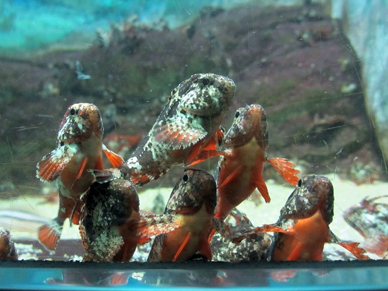 須磨海浜水族園（２０１４．３．１５撮影）_a0208109_2138635.jpg