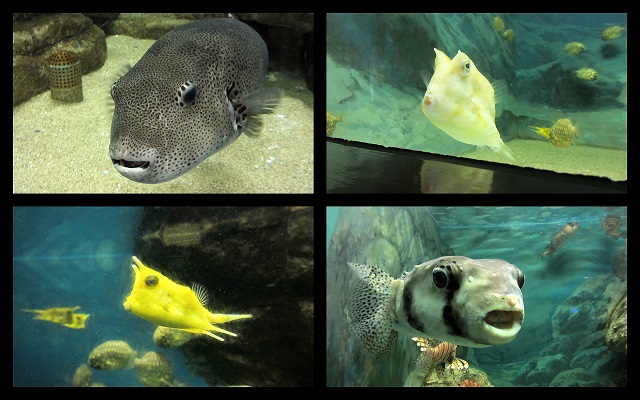 須磨海浜水族園（２０１４．３．１５撮影）_a0208109_2142931.jpg