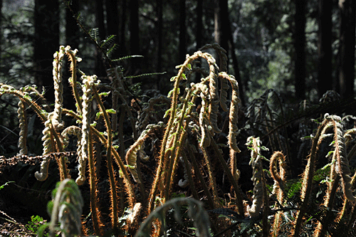 a0278809_141571.gif