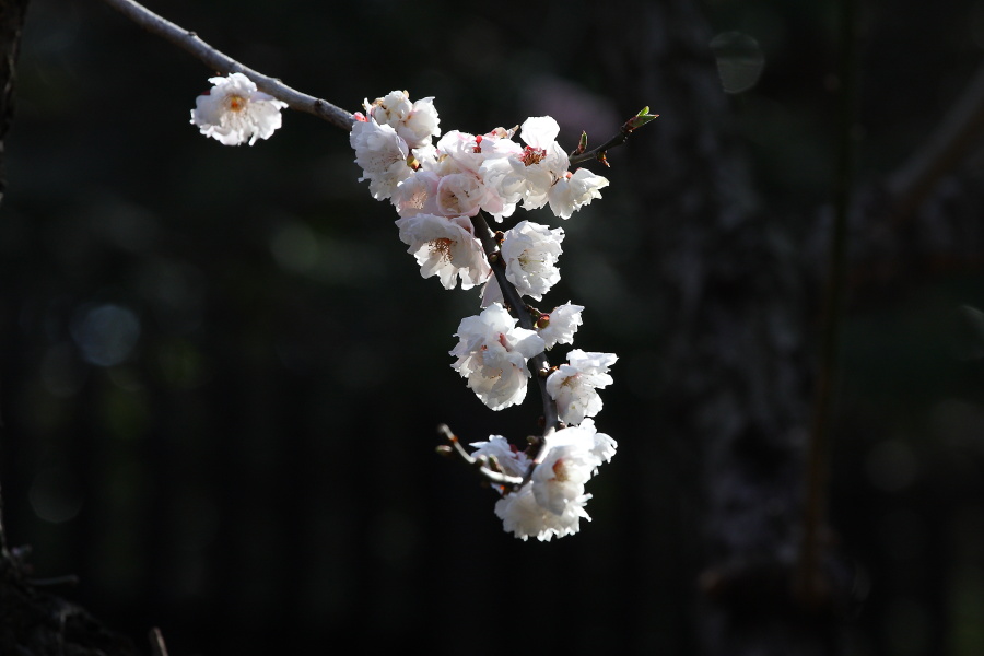 新宿御苑で一足早いお花見_b0190710_2254183.jpg