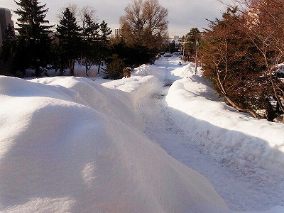 まだまだ雪が多すぎる_a0183811_17124420.jpg