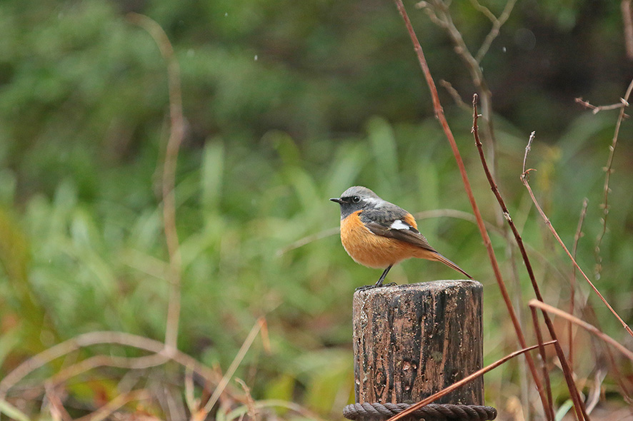 早春の野鳥たち_b0315912_21341358.jpg