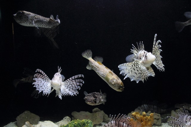 京急 油壺マリンパーク 水族館 : 四季折々