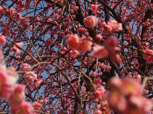 梅の花と初ドッグラン_f0300819_2254309.jpg