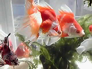 金魚ぱらだいす☆_a0078827_11325376.jpg