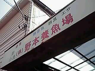 金魚ぱらだいす☆_a0078827_11444952.jpg