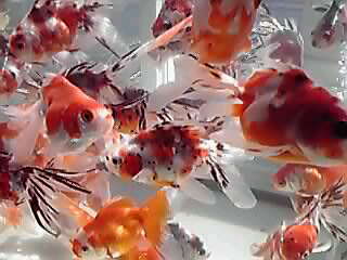 金魚ぱらだいす☆_a0078827_11542440.jpg