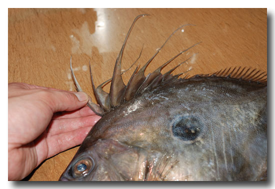 馬頭鯛 マトウダイ 愛嬌のあるお顔 的鯛とも呼ばれます 魚屋三代目日記 馬頭鯛 マトウダイ 愛嬌のあるお顔 的鯛とも呼ばれます 魚屋三代目日記