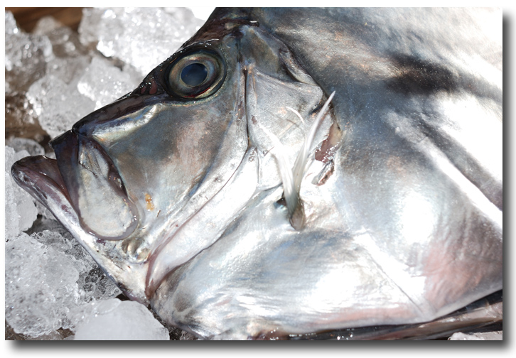 鑑鯛 カガミダイ 銀色に輝く魚体 そして愛嬌のある姿の魚 魚屋三代目日記
