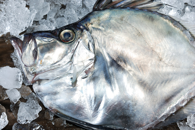 鑑鯛 カガミダイ 銀色に輝く魚体 そして愛嬌のある姿の魚 魚屋三代目日記
