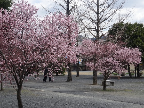 天理教本部の桜満開_b0299042_815276.jpg