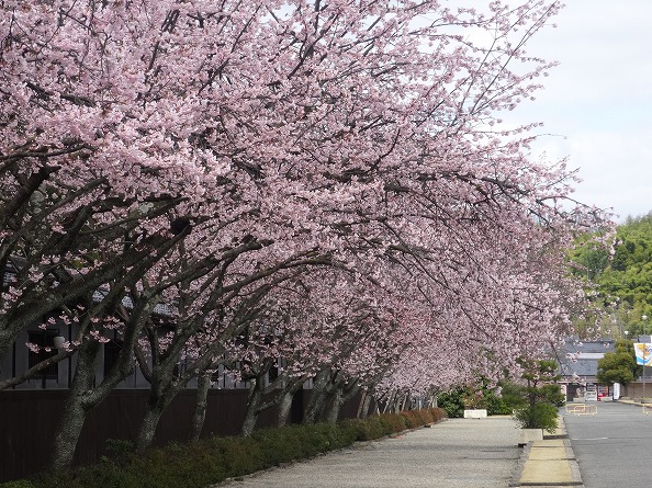 天理教本部の桜満開_b0299042_822443.jpg