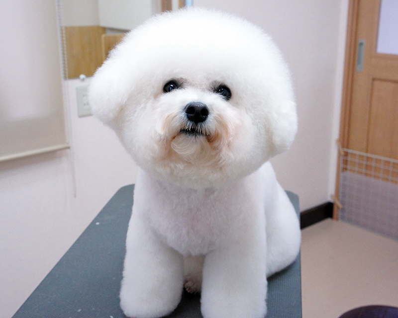 くぅちゃん ロイ君 からあげ君 Trimming Salon Minte くぅちゃん ロイ君 からあげ君 Trimming Salon Minte